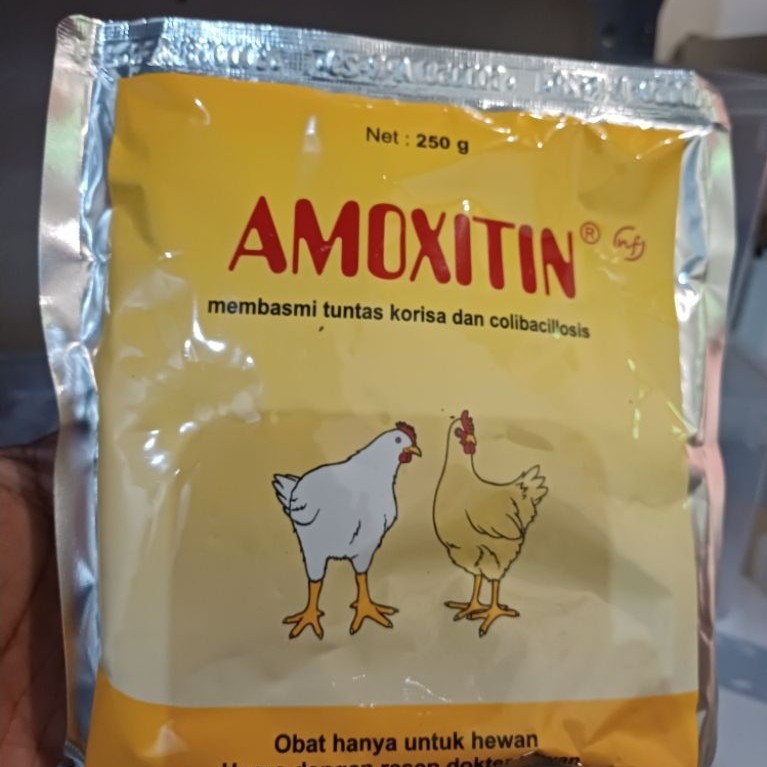 Amoxitin obat ayam petelur