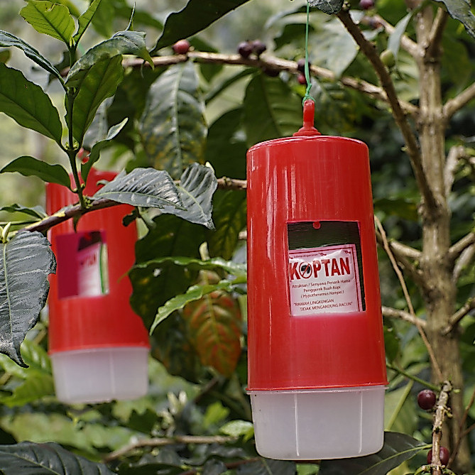 Perangkap KOPTAN/ HYKOP Saja Hama Buah Kopi PBKo