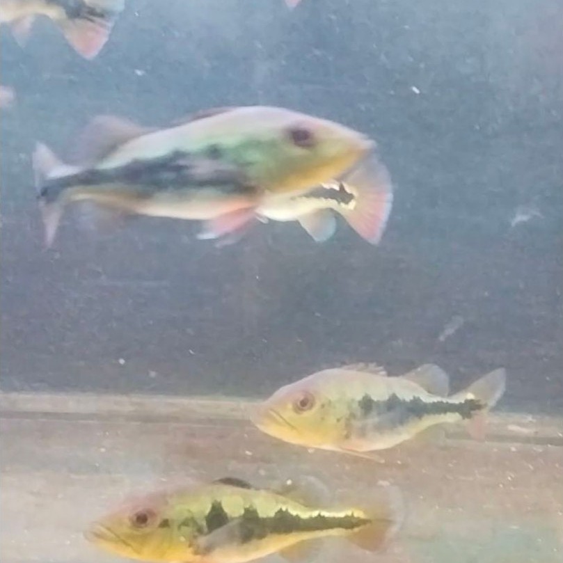 pbass bahan monoblok 10 11cm