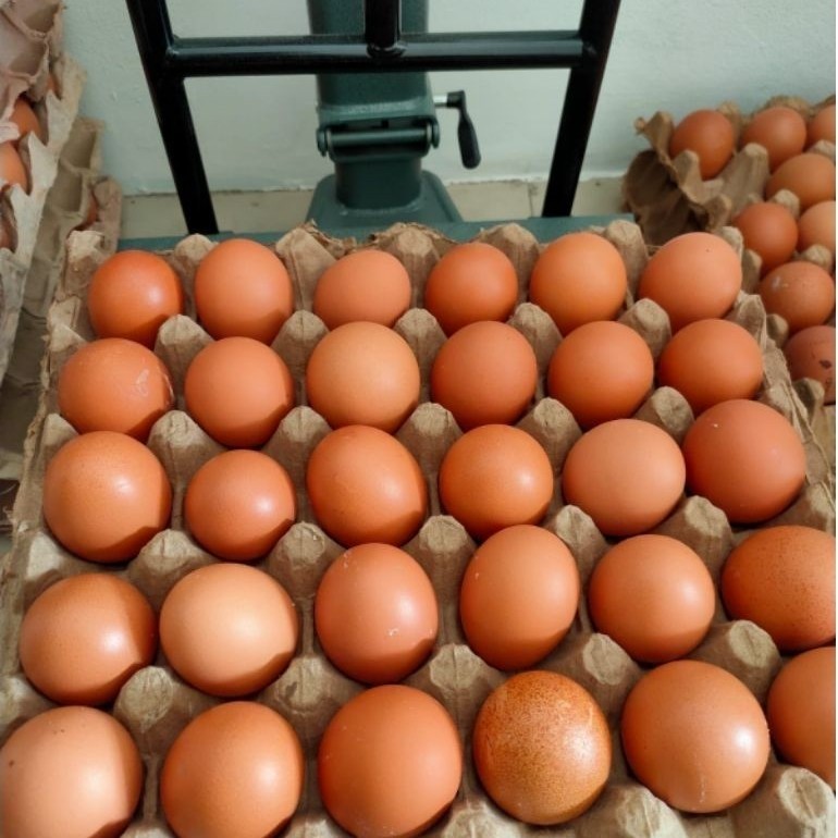 TELUR AYAM NEGRI FRESH PER 1 KG VIA INSTAN