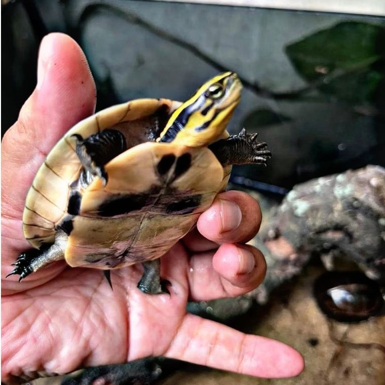 Makanan Pakan Pelet Ikan Kura Kura Ambon Batok Ukuran 8cm Turtle Mainan Anak Hiasan Aquarium Kolam