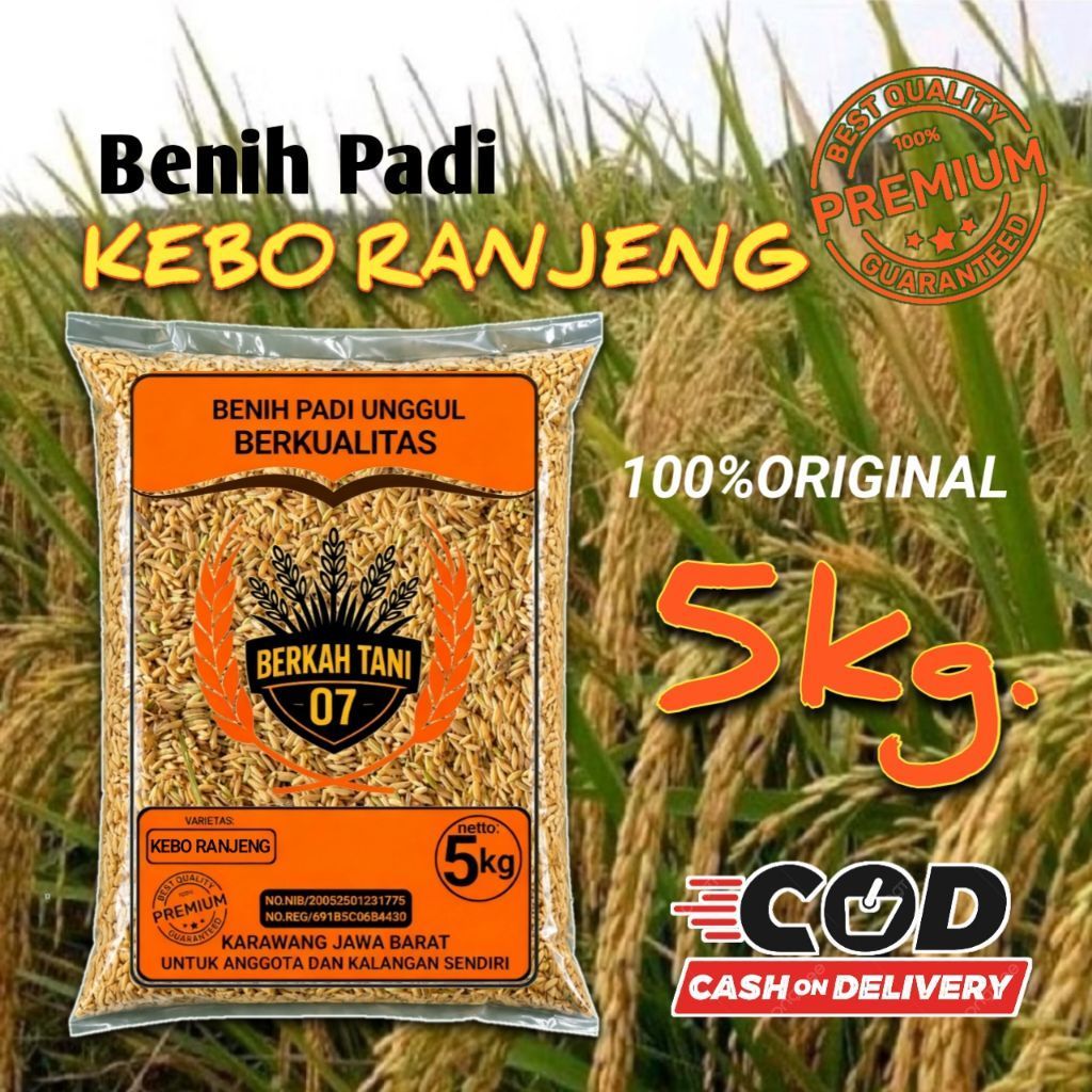 benih padi kebo ranjeng (bojeng) original 5kg