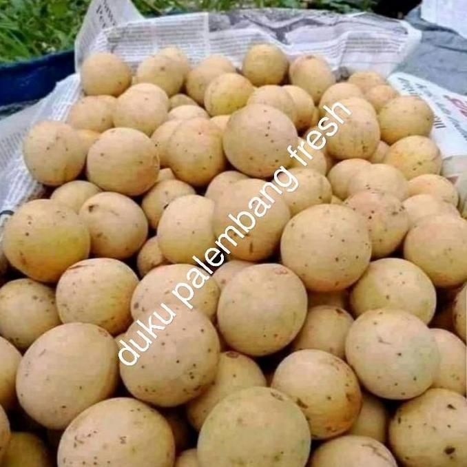 DISKON BUAH DUKUH PALEMBANG FRESH MANIS PER 1KG
