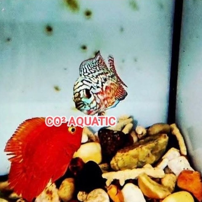 Burayak Louhan kamfa f2 VIP Vietnam 2-4cm
