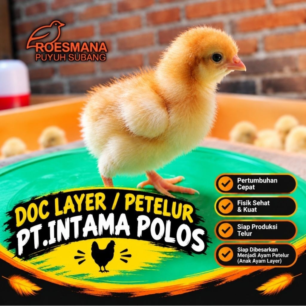 DOC LAYER PETELUR PT INTAMA POLOS