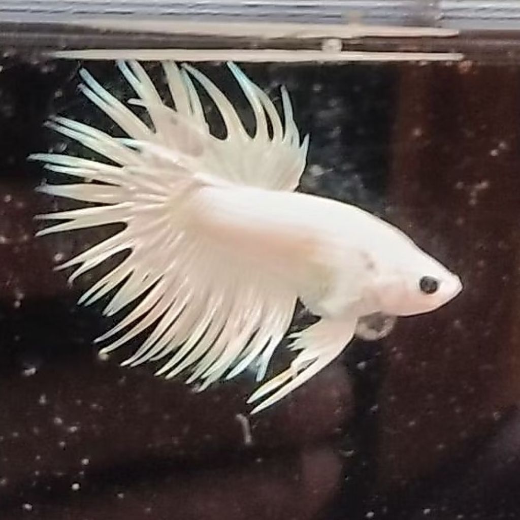 Ikan Cupang Jantan Crowntail / Serit White Platinum (WP)