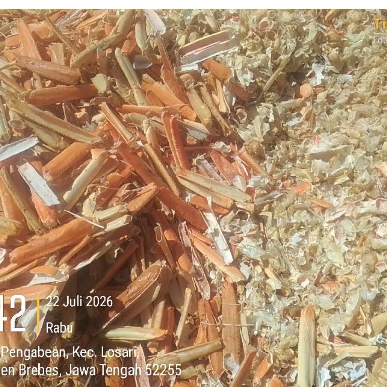 CANGKANG KEPITING ALASKA/SNOWCRAB