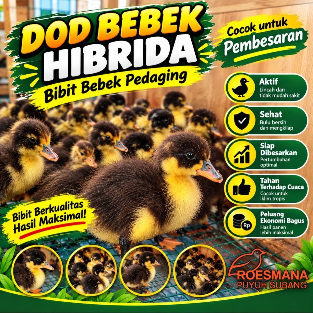 DOD BEBEK HIBRIDA