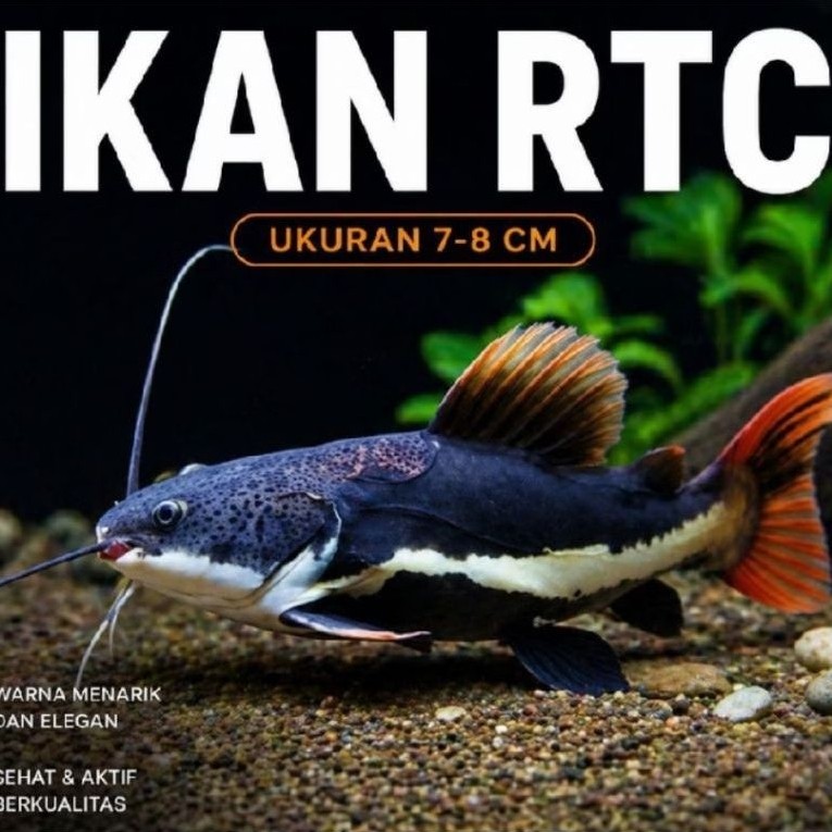 IKAN RTC 7-8cm