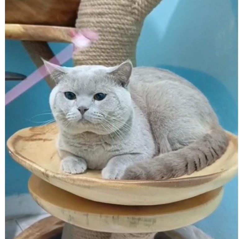BSH lilac jantan ped wcf
