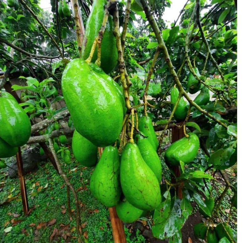 bibit alpukat berbunga