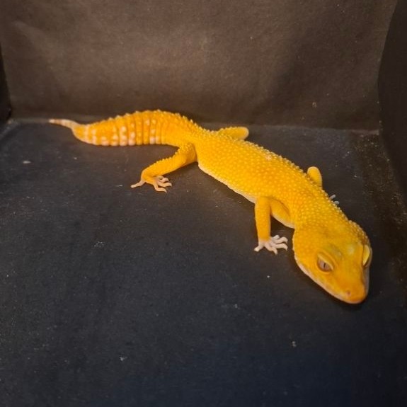 Leopard Gecko Female - Sunglow Tomato Line - Usia Dewasa Adult Betina Proven Sehat Mulus HG107
