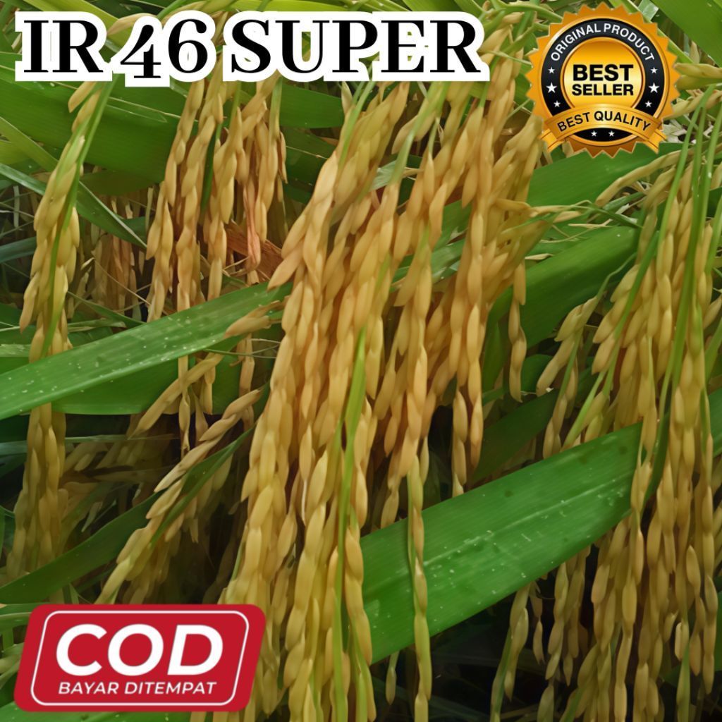 Bibit Benih Padi IR 46 super Premium Berkualitas Unggul Kemasan 5kg