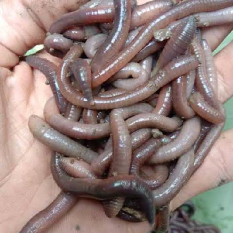CACING KALUNG ATAU KEBO TANAH