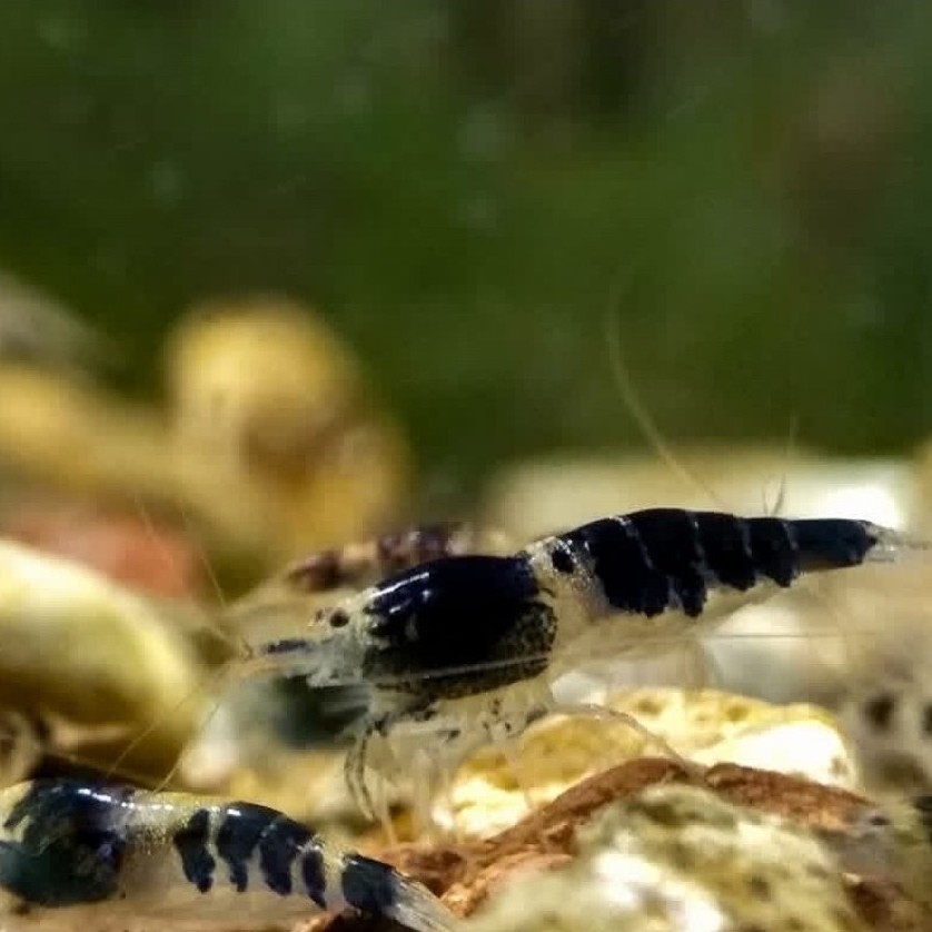 PAKET 25 EKOR UDANG SULAWESI MAMBO BEE