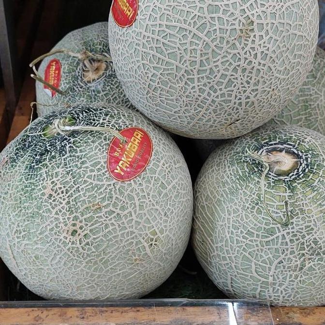 benih melon - Melon Red Sweet Sakata