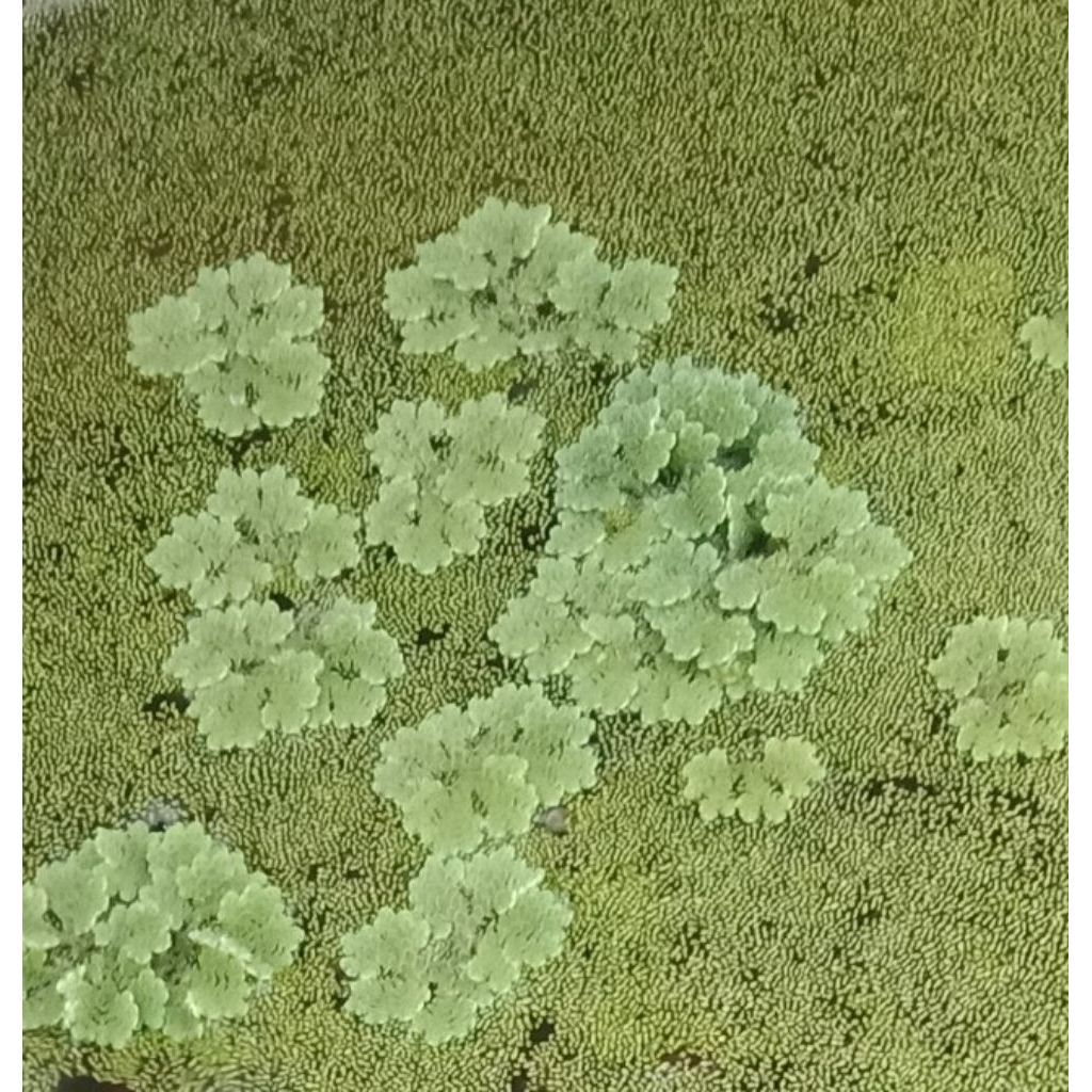 Bibit Azolla + Wolffia + Green Water kemasan satu serok