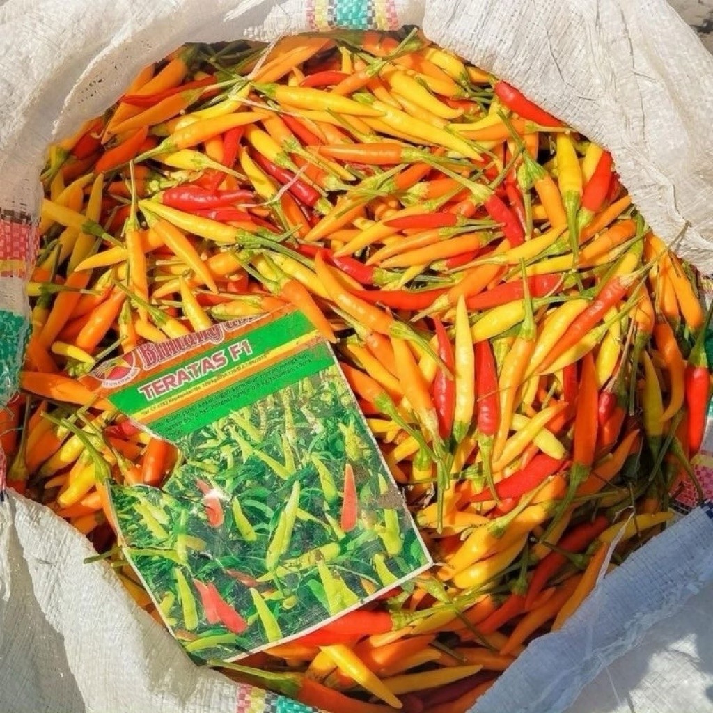 READY RIPACK 30 Biji - Benih Cabe Rawit Setan Hibrida F1 Lentera F1 / Teratas F1 Benih Cabai Rawit M