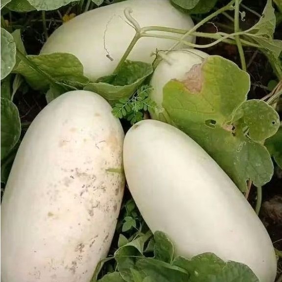 biji timun suri putih