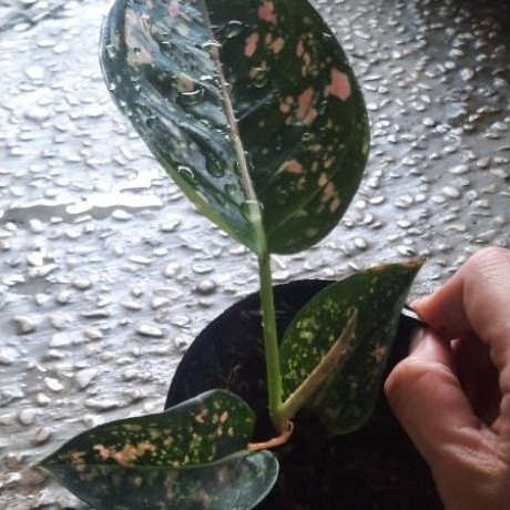 Aglonema Ruby Compacta