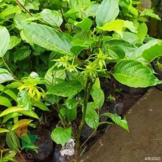 Buck- Tanaman Bunga Kenanga - Pohon Kenanga - Bibit Bunga Kenanga - Bibit Pohon Kenanga