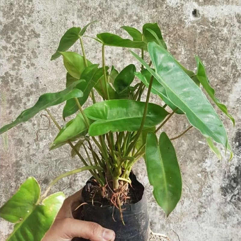 Philodendron burlemarx