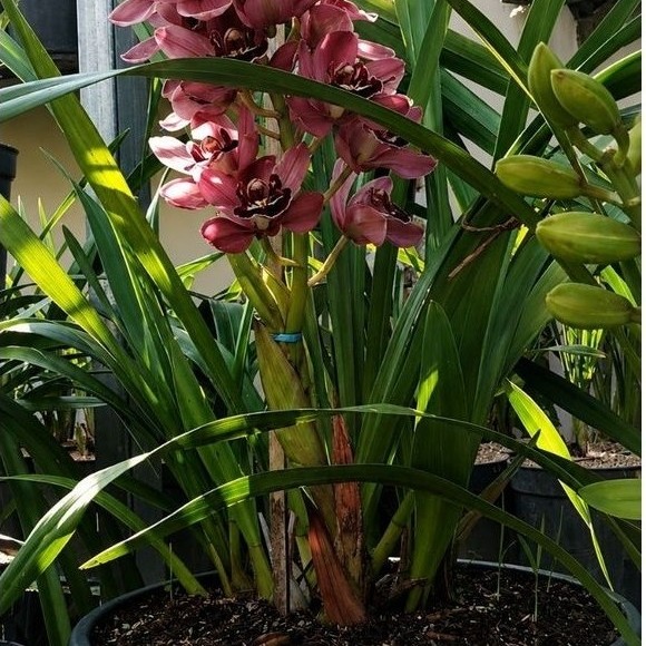 Paket Hemat Anggrek Cymbidium Aussie 2 tanaman sudah kenup(dewasa)