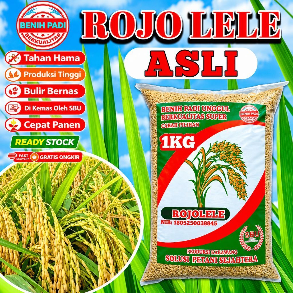 BENIH PADI UNGGUL ROJOLELE ASLI BERKUALITAS SUPER 1KG