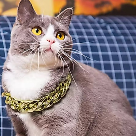Rantai Kucing Emas Kalung Kucing Rantai Anjing Gold Kalung Rantai Kucing Gold Silver Rosegold
