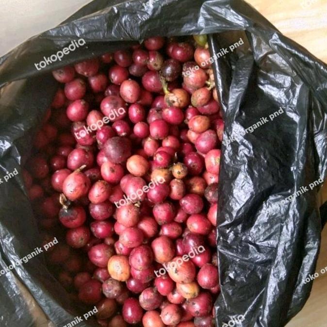 Buah Kopi Robusta Segar per 1kg Kopi Robusta Mentah