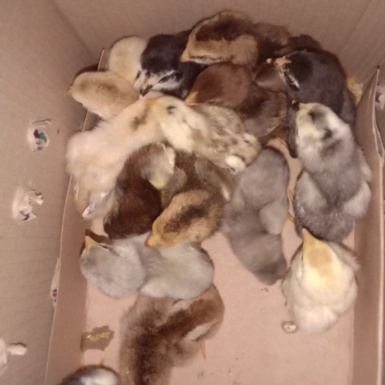 DOC Birma dan Bangkok / Anakan ayam Birma telur hijau dan Bangkok usia 1 Minggu - 2 Minggu (BACA DES