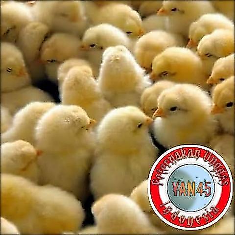 DOC Broiler Anak Ayam Broiler Ayam Pedaging Yan45