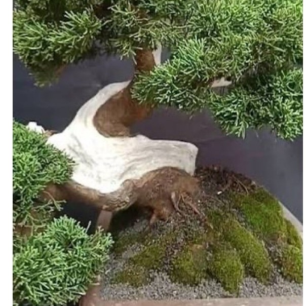 Bibit Tanaman Hias Cemara Kishu Cemara Sargenti Pingpong Bahan Bonsai