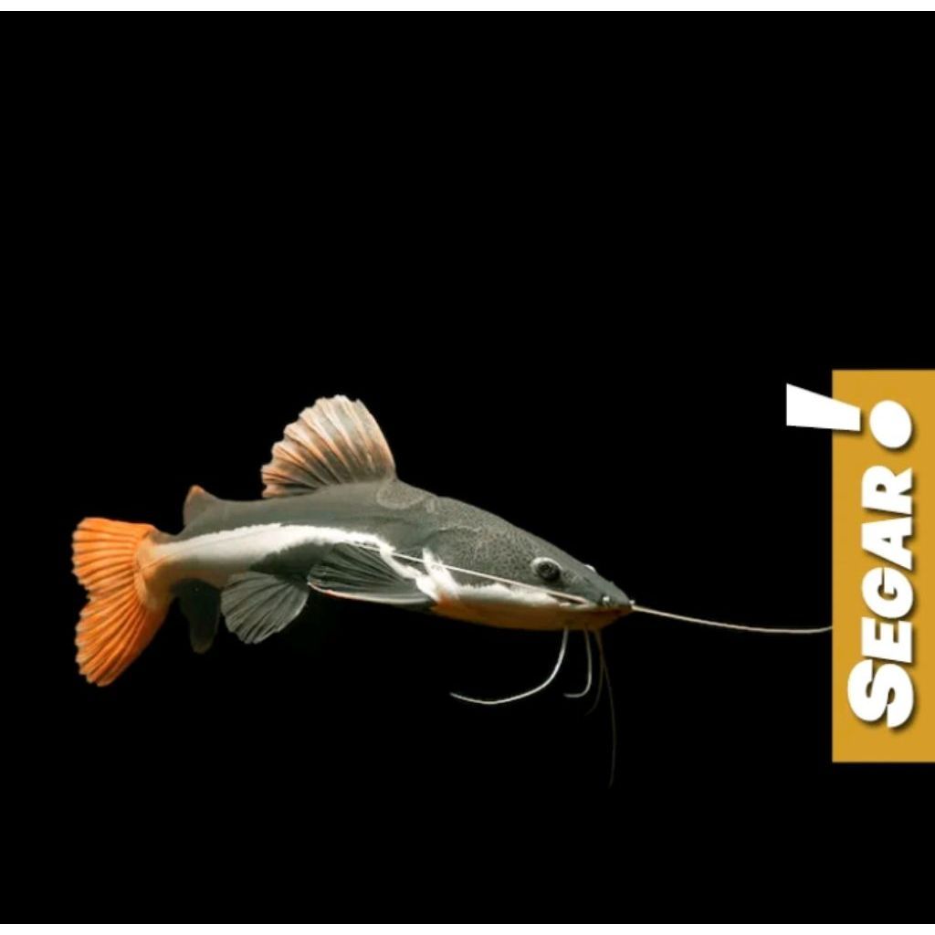 Red Tail Catfish (RTC) Ikan Hias Predator Hiasan Aquarium Aquascape