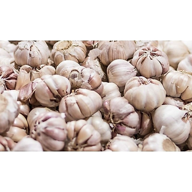 BAWANG PUTIH SINCO
