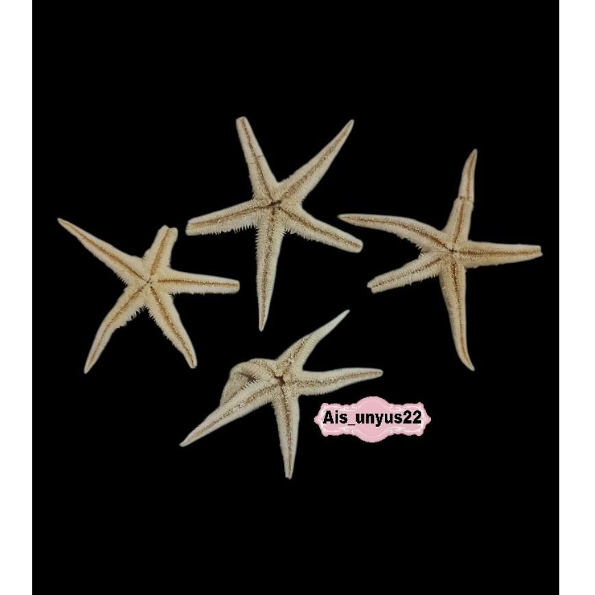 [ REJECT ] Bintang laut / Bintang laut reject / Bintang laut asli