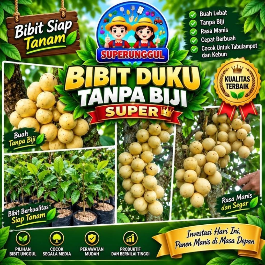 Bibit Duku Tanpa Biji - Cepat Berbuah