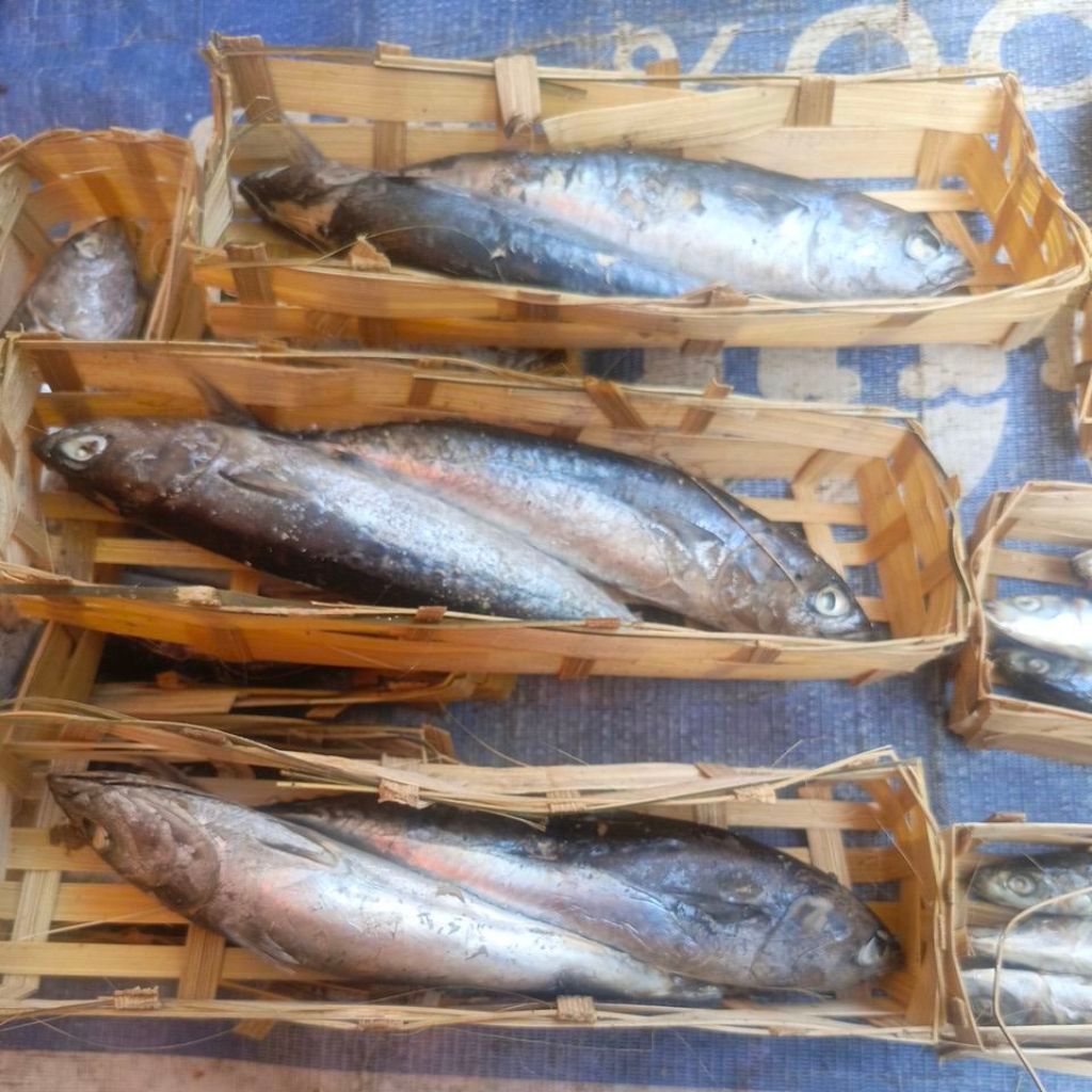 ikan tongkol isi 2