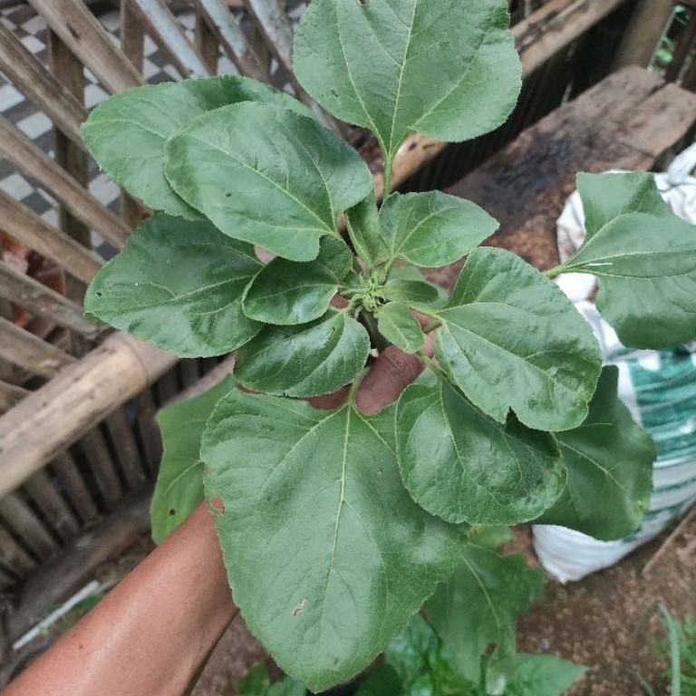 Tanaman bunga matahari kuaci / bunga matahari jumbo