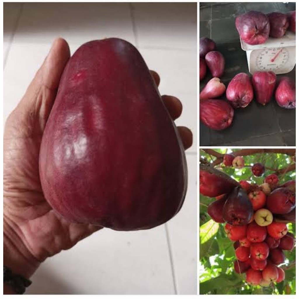 Indukan Tanaman Jambu Air Jamaika Hasil Cangkok Sudah Berbuah(Full media packing kayu)