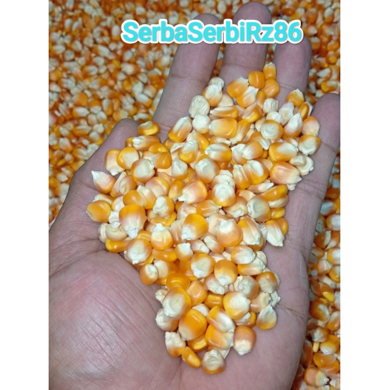 Jagung pipil / jagung kering jagung kering JAGUNG PIPIL KERING BLOWER BERSIH 1Kg