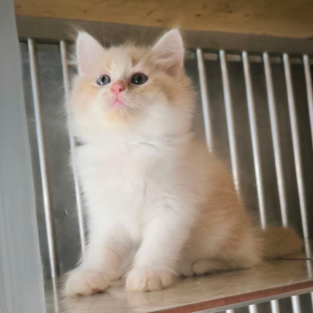 (BISA COD) Kucing Persia Anggora Himalaya Ragdoll Kitten Anak Kucing Kecil