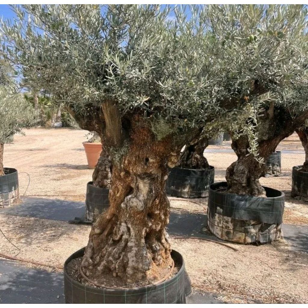 Tanaman Bonsai Zaitun - Pohon Bonsay Zaitun