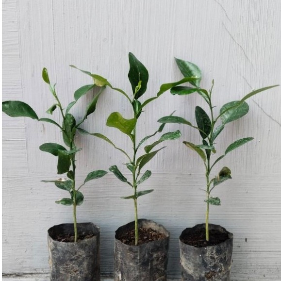 Bibit Daun Jeruk Purut Daun Jeruk Untuk Masakan