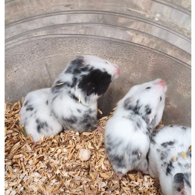 Hamster Fujiyama Sepasang + packing