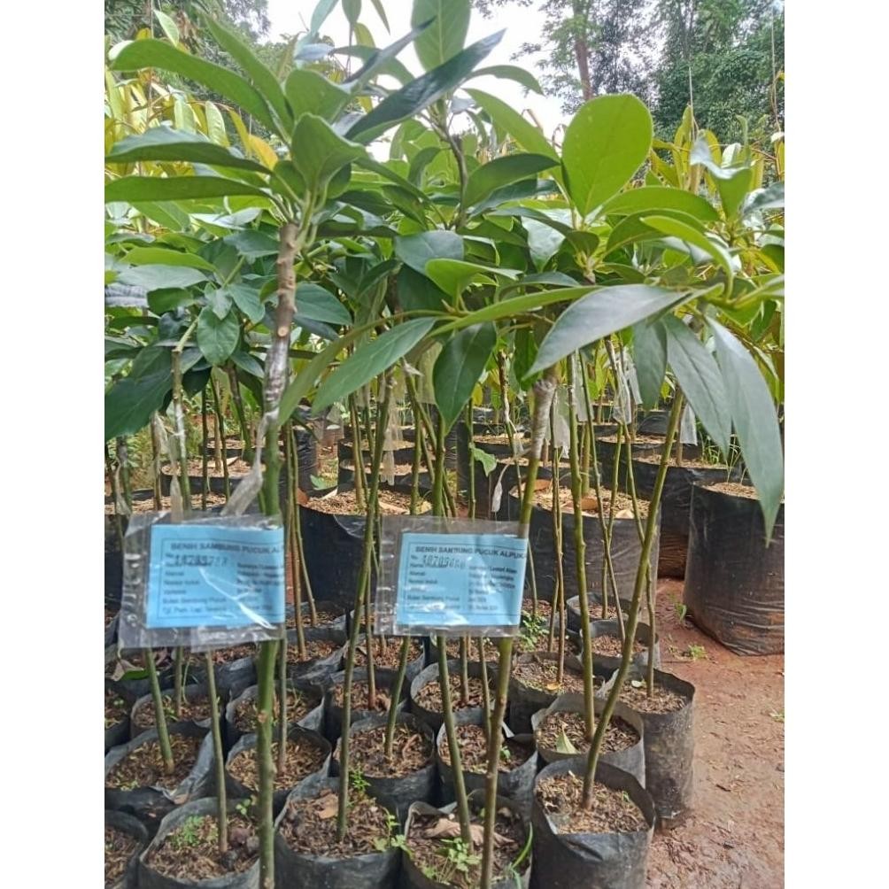 Bibit Alpukat Aligator Super Genjah