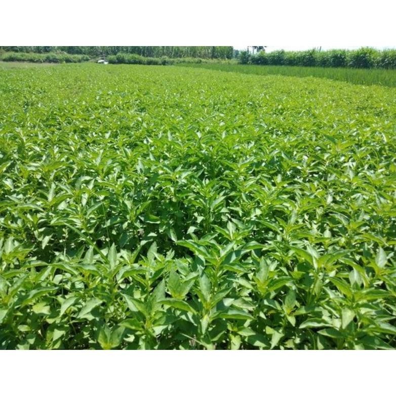 Bibit Sayur Kemangi 1Kg Hasil Panen Baru Berkualitas
