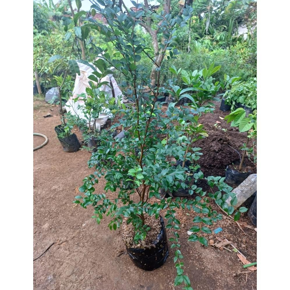 Bibit Anggur Brazil (1 Meter Up Rimbun Bercabang)