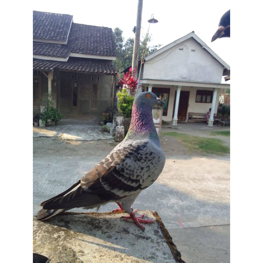 Merpati Balap Tipe Sprint Jantan Betina Kualitas Premium