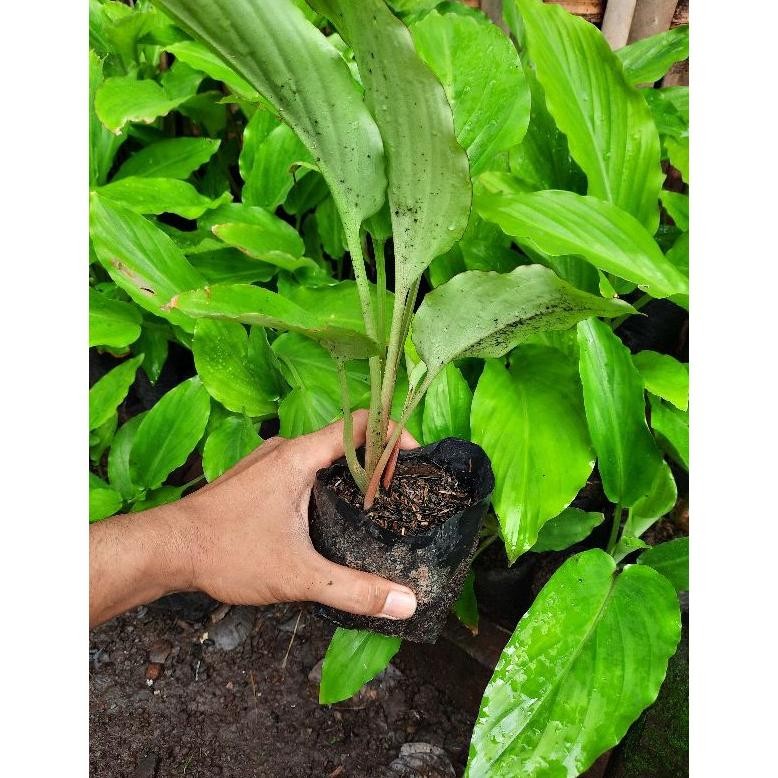 Bibit Kunyit Hitam Asli Dari India Polibeg